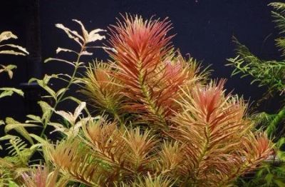Лот: 6913072. Фото: 1. Лимнофила ароматика (Limnophila... Водные растения