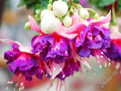 Лот: 2866036. Фото: 1. Brookwood Joy фуксия ук черенок. Горшечные растения и комнатные цветы