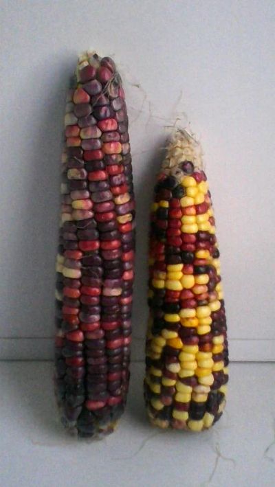 Лот: 8391952. Фото: 1. кукуруза разноцветная и Черная... Другое (семена, рассада, садовые растения)