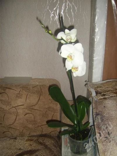 Лот: 656125. Фото: 1. орхидея фаленопсис. Горшечные растения и комнатные цветы