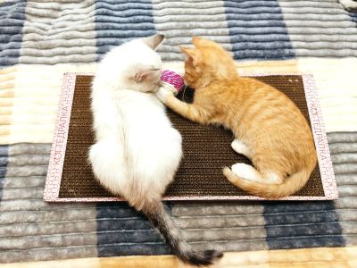 Лот: 19614719. Фото: 1. Котята 2,5 месяца, рыжий и белая. Кошки, котята