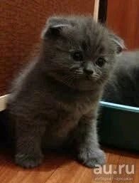 Лот: 12732655. Фото: 1. Шотландский алиментный тяжеловес. Кошки, котята