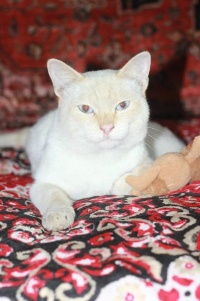 Лот: 3247241. Фото: 1. Блондин с глазами цвета неба!. Кошки, котята