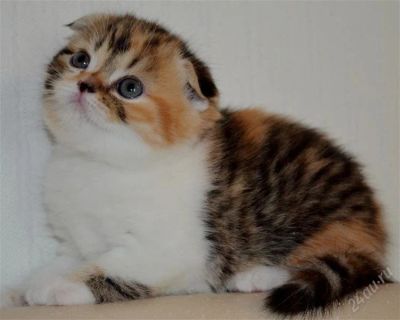 Лот: 2689793. Фото: 1. Шотландская вислоухая трехцветная... Кошки, котята