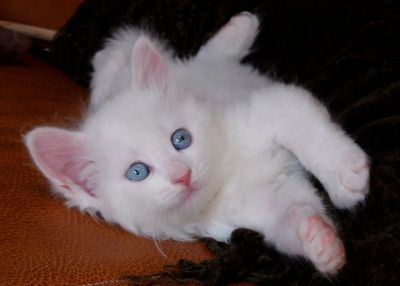 Лот: 3140035. Фото: 1. Отдам котят в добрые, надежные... Кошки, котята
