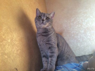 Лот: 9605695. Фото: 1. Шотландский прямоухий кот (скоттиш-страйт... Кошки, котята
