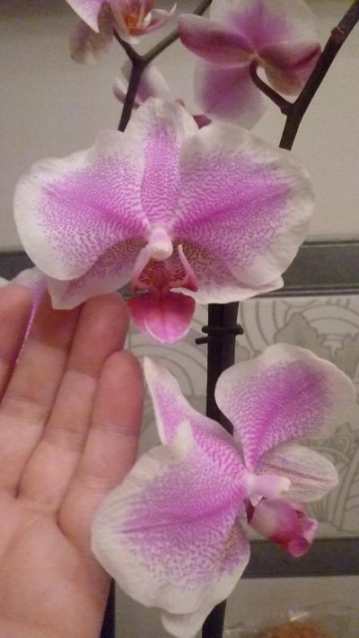 Лот: 8609411. Фото: 1. Phalaenopsis Amsterdam(орхидея... Горшечные растения и комнатные цветы