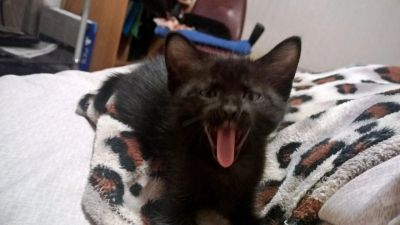 Лот: 6650715. Фото: 1. Необычная кошечка донского сфинкса. Кошки, котята