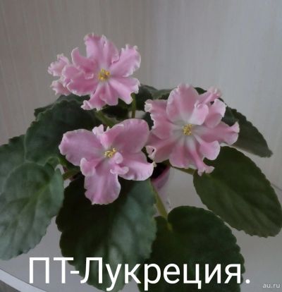 Лот: 17528455. Фото: 1. Фиалка ПТ- Лукреция - лист. Горшечные растения и комнатные цветы
