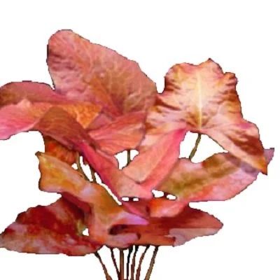 Лот: 16201281. Фото: 1. Красная Нимфея (Nymphaea rubra... Водные растения