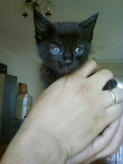 Лот: 7731828. Фото: 1. Котёнок! Кому котёнка!. Кошки, котята