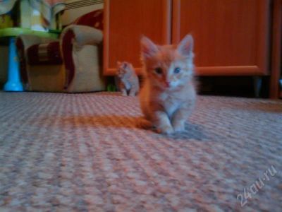 Лот: 506556. Фото: 1. Котята(Чубайсы). Остальные животные