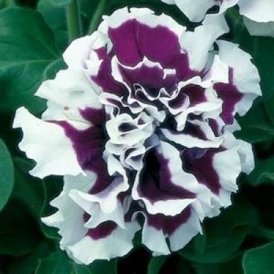 Лот: 7539974. Фото: 1. Петуния махровая (Petunia grandiflora... Садовые цветы