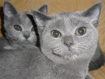 Лот: 2456194. Фото: 1. Шотландские прямоухие. Кошки, котята