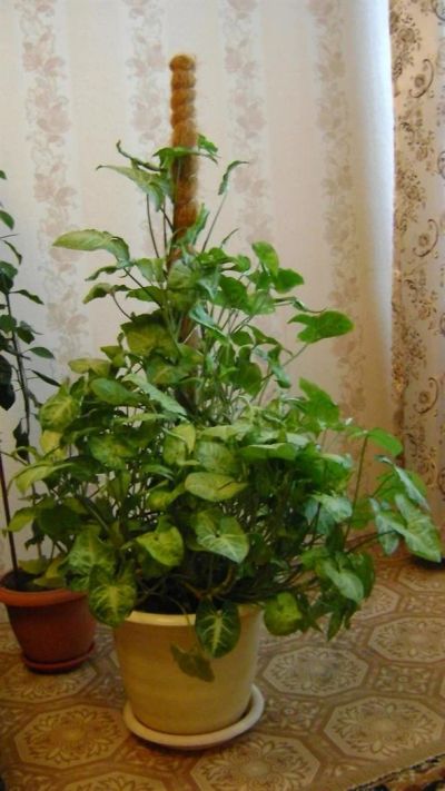 Лот: 3654260. Фото: 1. сингониум. Горшечные растения и комнатные цветы