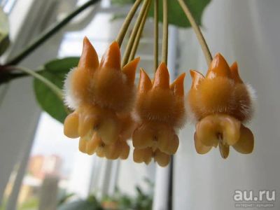 Лот: 13592382. Фото: 1. Хойя Hoya Lasiantha-2. Горшечные растения и комнатные цветы