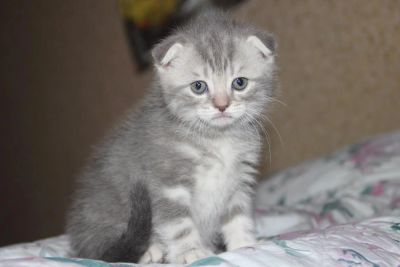 Лот: 7470772. Фото: 1. Котята шотландцы ищут своих новых... Кошки, котята