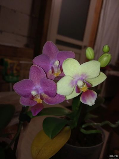 Лот: 13522397. Фото: 1. Орхидея мини жёлтая. Горшечные растения и комнатные цветы