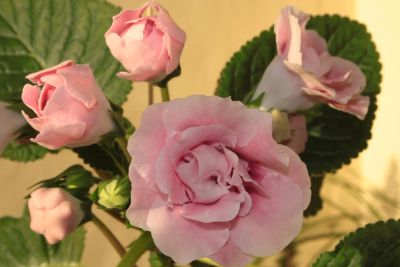 Лот: 4221504. Фото: 1. Глоксиния махровая (листок!). Горшечные растения и комнатные цветы