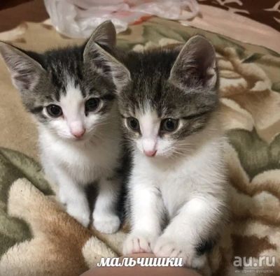 Лот: 13765480. Фото: 1. котята. Кошки, котята