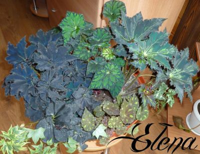 Лот: 7921449. Фото: 1. Бегония Клеопатра (Begonia bowerae... Горшечные растения и комнатные цветы