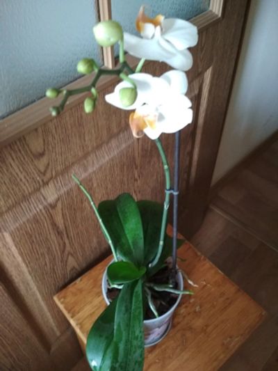 Лот: 14216527. Фото: 1. Орхидея фаленопсис, белая. Горшечные растения и комнатные цветы