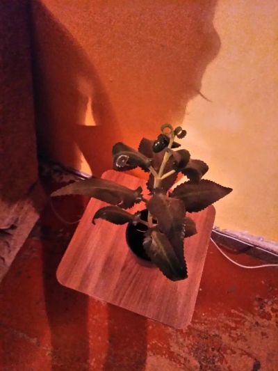 Лот: 10082182. Фото: 1. Каланхое. Горшечные растения и комнатные цветы