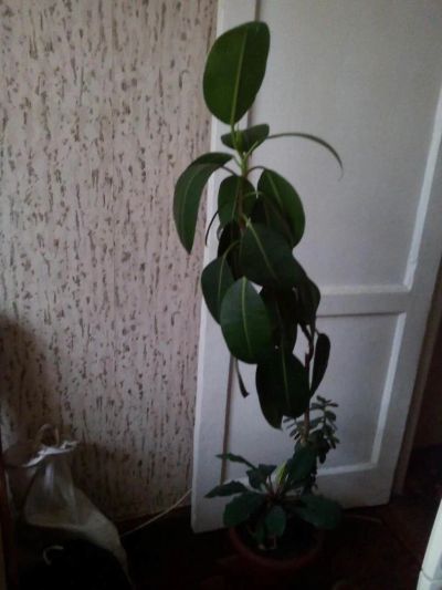Лот: 9815251. Фото: 1. Фикус. Горшечные растения и комнатные цветы