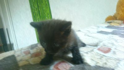 Лот: 7752572. Фото: 1. Котенок мальчик 1 месяц,мама перс... Кошки, котята