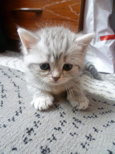 Лот: 3255152. Фото: 1. продам котят. Кошки, котята