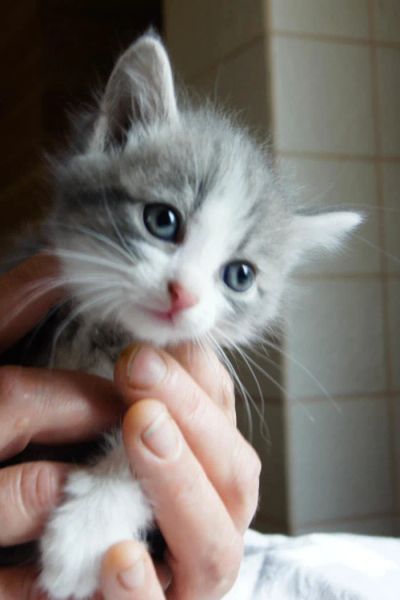Лот: 10359247. Фото: 1. Отдам в хорошие руки котят. Кошки, котята