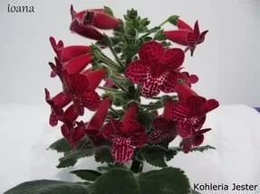 Лот: 10013387. Фото: 1. Колерия Jester. Горшечные растения и комнатные цветы