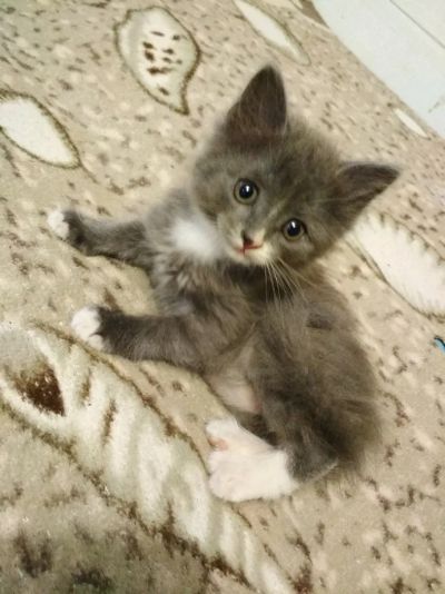Лот: 12035673. Фото: 1. Подарю котят. Кошки, котята