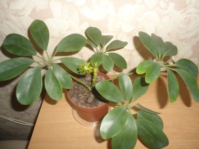Лот: 4721416. Фото: 1. шефлера. Горшечные растения и комнатные цветы