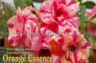Лот: 5751393. Фото: 1. адениум Orange Essence прививка. Горшечные растения и комнатные цветы