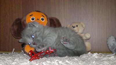 Лот: 4256991. Фото: 1. Очаровательный плюшевый малыш. Кошки, котята