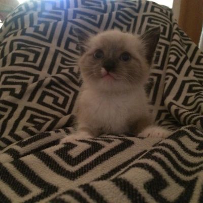 Лот: 7470087. Фото: 1. продам сиамского котенка. Кошки, котята