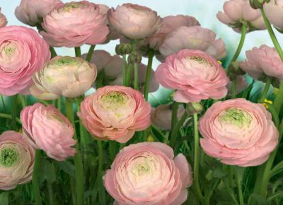 Лот: 4291467. Фото: 1. 8-894 Фотообои "Gentle Rose... Обои, панели, ДВП, ДСП, МДФ