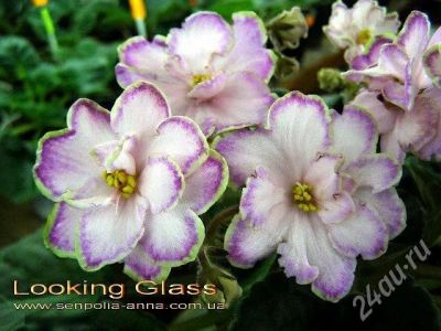 Лот: 524599. Фото: 1. Листики фиалки Looking Glass. Горшечные растения и комнатные цветы