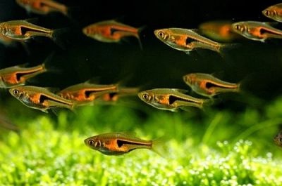 Лот: 15277075. Фото: 1. Расбора Эспей (Rasbora espei). Рыбки