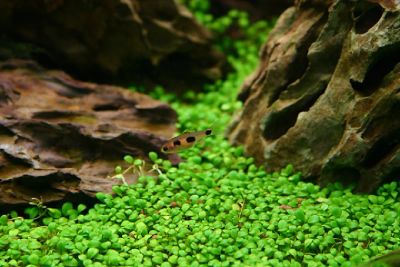 Лот: 6607728. Фото: 1. Глоссостигма (glossostigma elatinoides... Водные растения