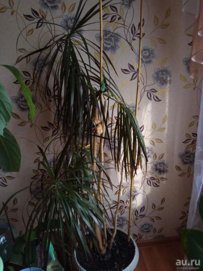 Лот: 10292929. Фото: 1. Продам комнатную драцену. Горшечные растения и комнатные цветы