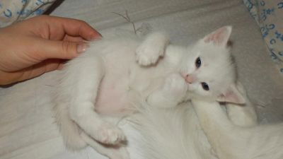 Лот: 5386993. Фото: 1. Отдам котенка в хорошие руки). Кошки, котята