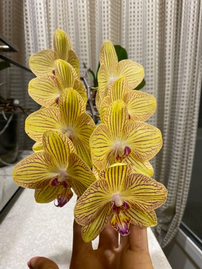 Лот: 24904244. Фото: 1. Орхидея фаленопсис Torino. Горшечные растения и комнатные цветы