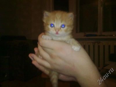 Лот: 365626. Фото: 1. Котята. Остальные животные