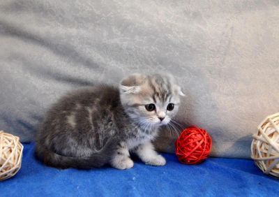 Лот: 7332806. Фото: 1. Мраморная вислоушка. Кошки, котята