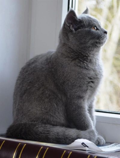 Лот: 3327003. Фото: 1. Шотландская кошечка страйт голубого... Кошки, котята