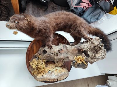 Лот: 25376171. Фото: 1. Чучело норки. Чучела животных, рога, шкуры