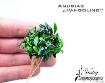 Лот: 10268988. Фото: 1. Анубиас Панголино (Anubias "Pangolino... Водные растения