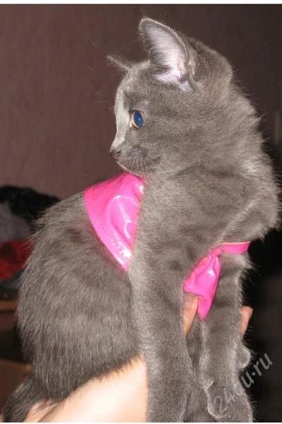 Лот: 1960891. Фото: 1. кошечка. Кошки, котята
